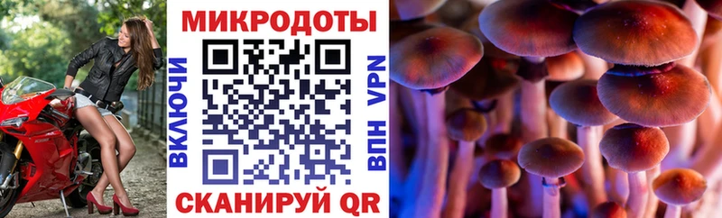 купить наркотики сайты  Зима  Галлюциногенные грибы Psilocybe 